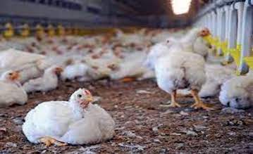 Poultry Farm Image 